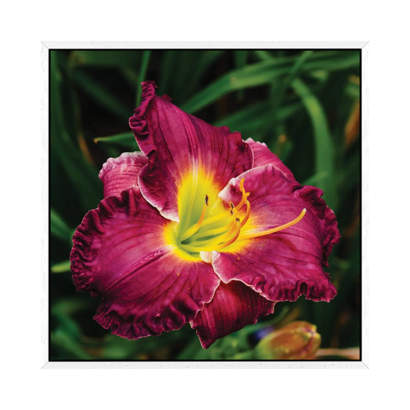 Daylily Garden XII 1 Piece Wall Art on Canvas, 45.72cm H x 45.72cm W x 3.81cm D, White Framed
