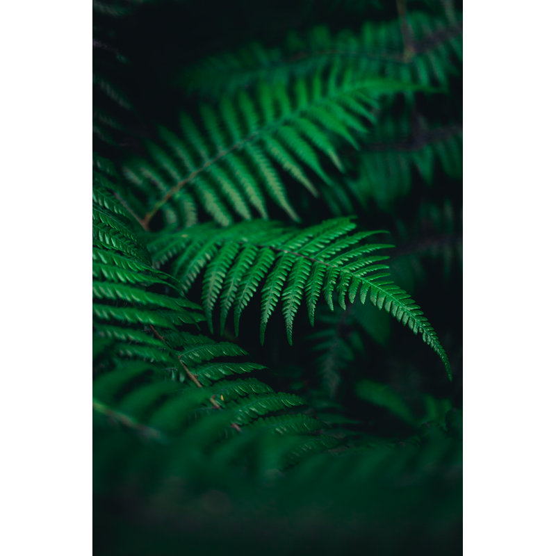 Vertical Close Up Of A Thriving Fern by Alex Bartram - Wrapped Canvas Print, 91cm H x 61cm W