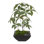 Faux Money Tree (Pachira Aquatica) (Jade Plant), Succulent, Moss Tree in Metal Pot