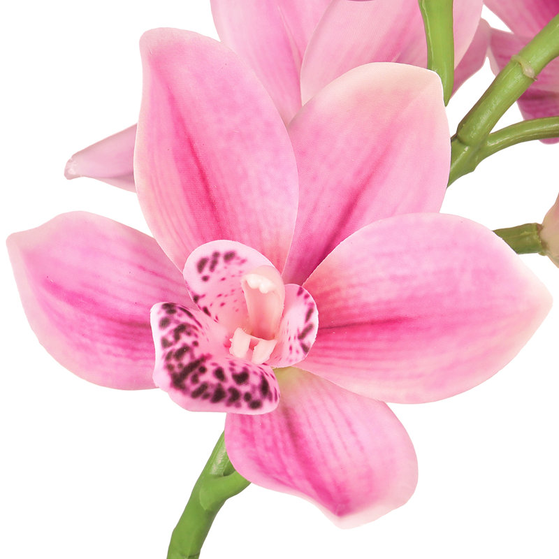 Tige d'orchidée Cymbidium, Rose