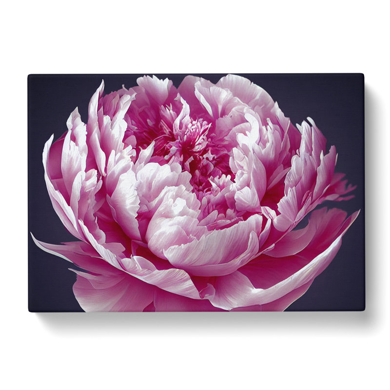 XXX-H1022-WF-942X Astonishing Peony Flower - Wrapped Canvas Print, 40cm H x 60cm W x 3cm D