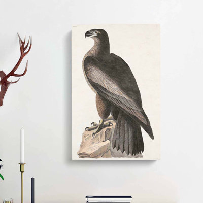 Hawk by John Audubon - Wrapped Canvas Painting
