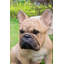 Statue de bouledogue français accroupi