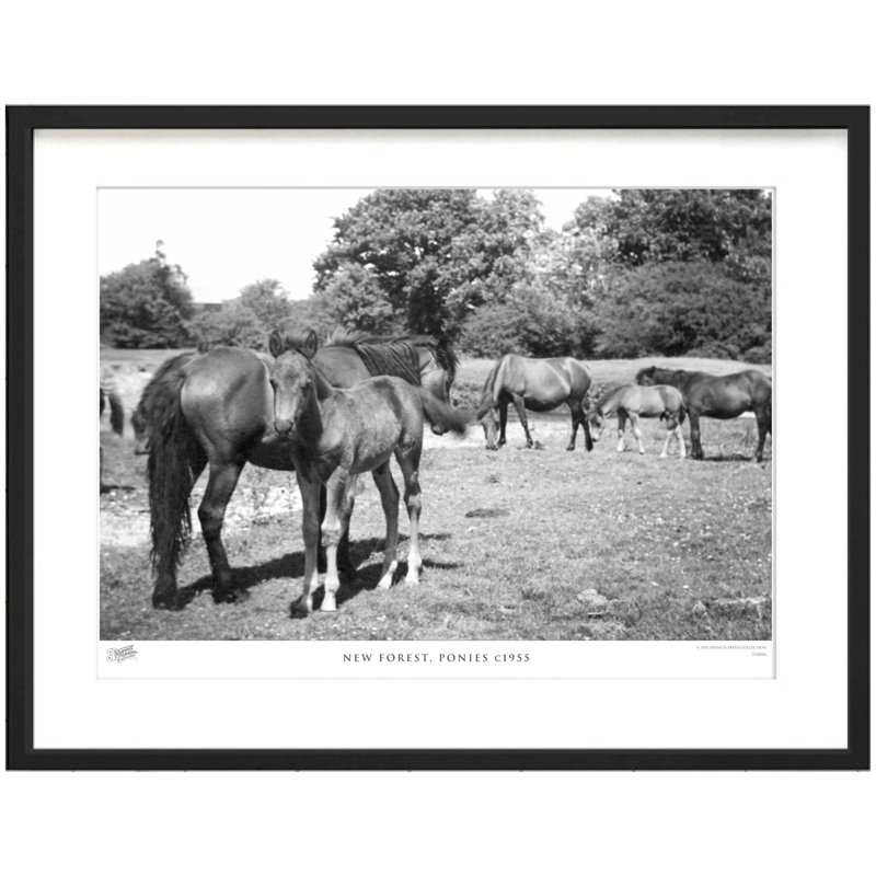 New Forest, Ponies C1955 by Francis Frith - Single Picture Frame Print, 60cm H x 80cm W x 2.3cm D