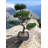 Geko 37cm Bonsai Tree