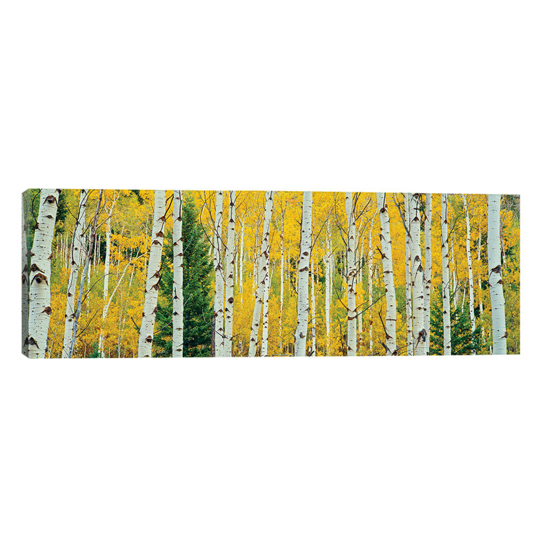 Aspen Grove, Granite Canyon Trail, Grand Teton National Park, Jackson Hole Valley, Teton County, Wyoming, USA - Wrapped Canvas Panoramic Print