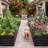 8X4x2ft Galvanized Raised Garden Bed With Trellis