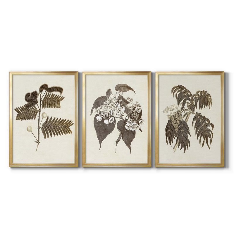 Sépia Botanicals I - Toile tendue avec châssis sur mesure - 3 pièces, H 19 po x l 27 po, Doré