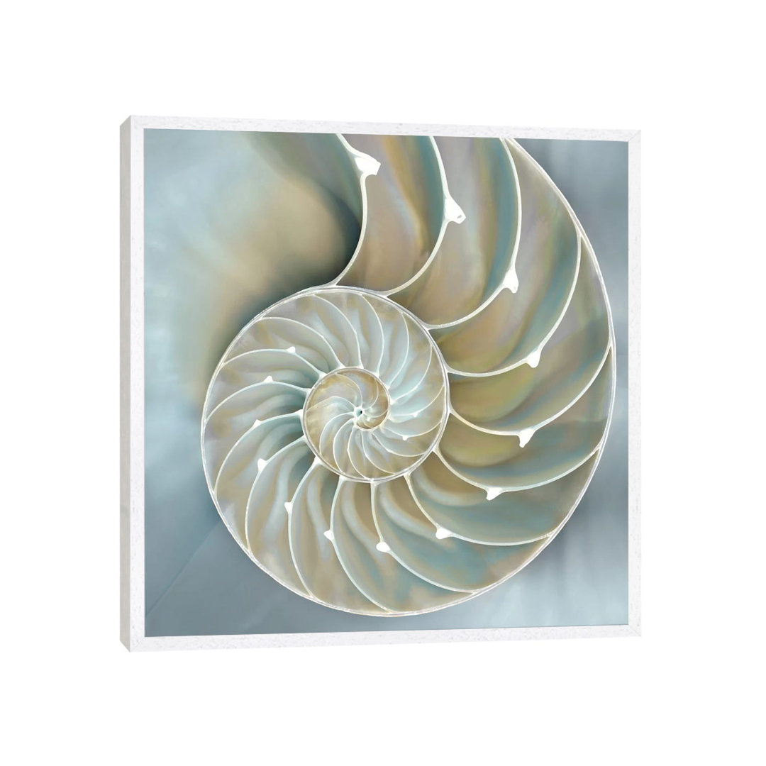 Leinwandbild Nautilus In Blue II von Caroline Kelly