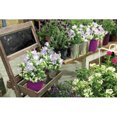 Marché aux fleurs de Paris