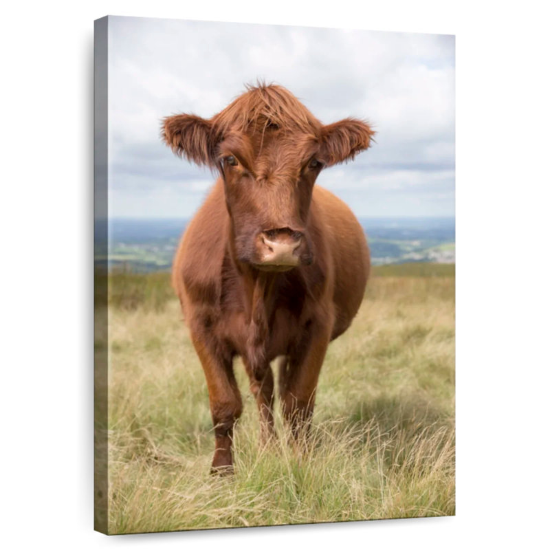Vache de campagne anglaise brun Brampt, H 24 po x l 16 po