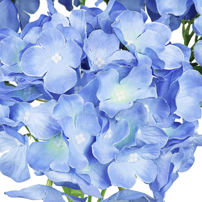 Hortensia de luxe, Bleu ciel