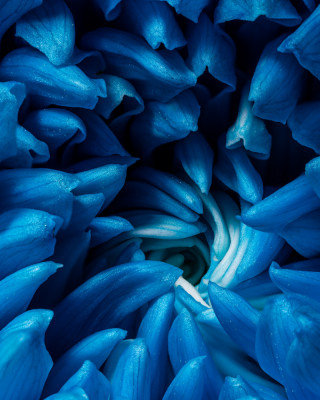 chrysanthemum, 81.28cm H x 121.92cm W