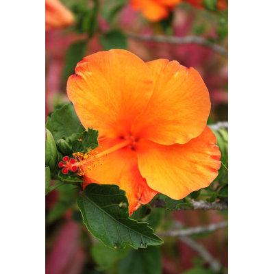 Plants & Flowers Non-Wall Damaging Wall Decal