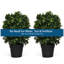 Ensemble de 2 buis artificiels en pot