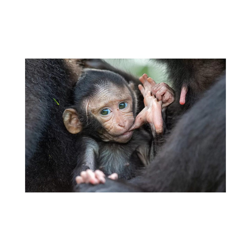 Black Crested Macaque Baby Sucking Toe by Mogens Trolle - Wrapped Canvas Gallery-Wrapped Canvas Giclée