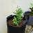 Gearonic Hydroponic Unit