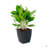 2-Pack Self-Watering Planter - Hand Woven Wicker - Thin Square-322108770