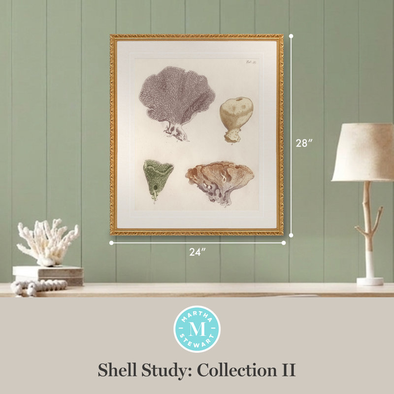 «Martha Pond Lily», art mural Shell Study: Collection II, 24 po x 28 po, décor de salon et de chambre à coucher, encadré