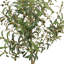Olive toscane, 67 po