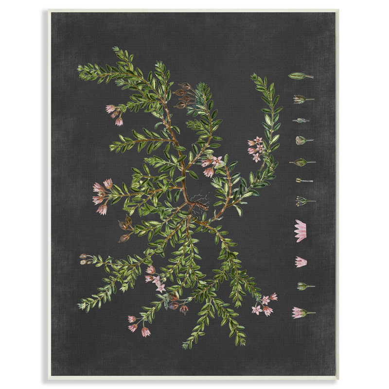 «Botanical Dessin Flower Pink On Black Design», impression, Plaque murale, H 15 po x l 10 po
