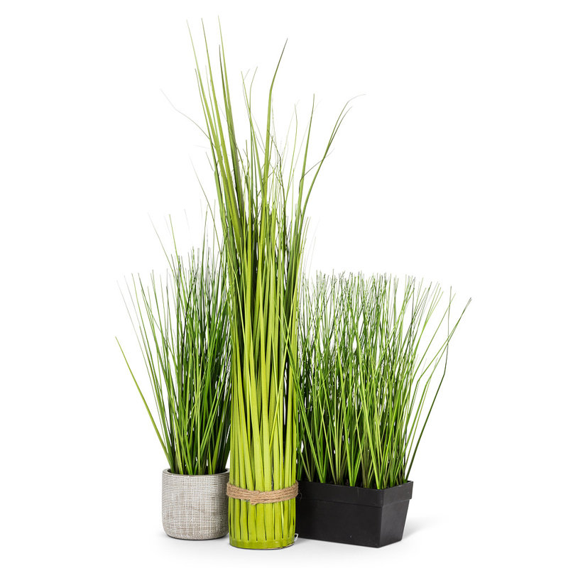 Longue herbe en pot rectangulaire