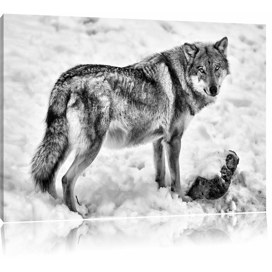 Leinwandbild Prächtiger Wolf im Schnee in Monochrom