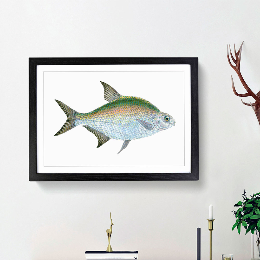Bream Fish by Edward Donovan - Framed Print