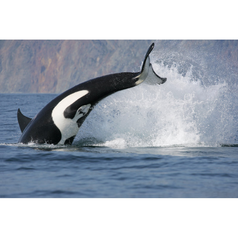 Killer Whale Hunting by Ivkovich - Wrapped Canvas Print, 81Cm H x 122Cm W