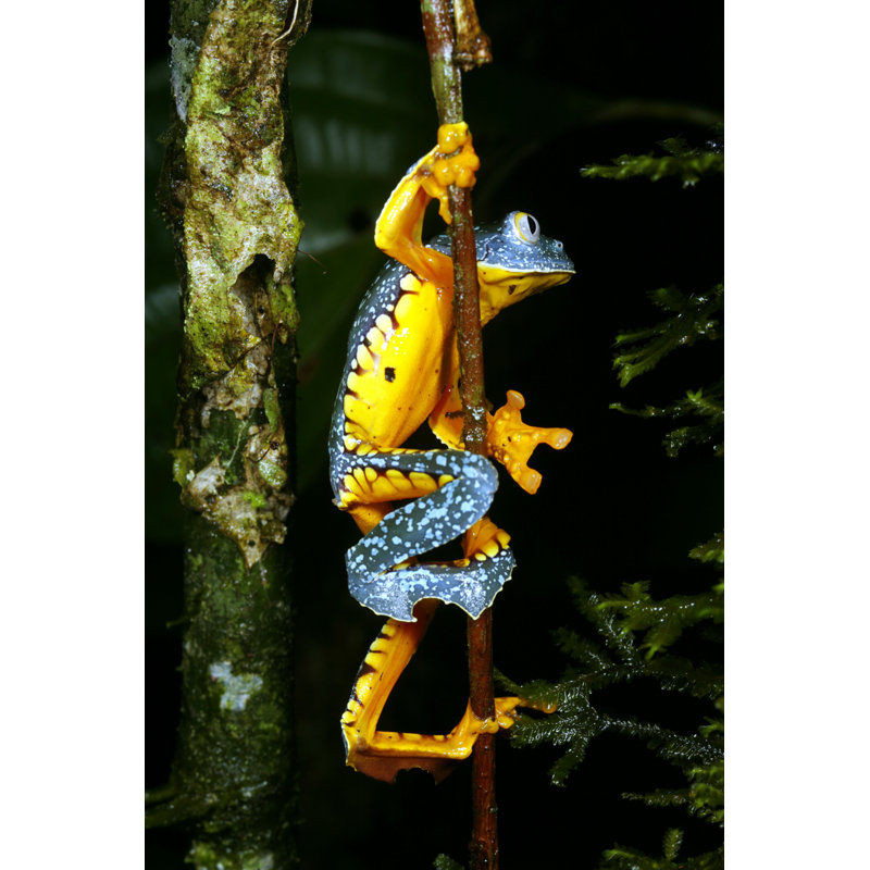 «Crandale Amazon Leaf Frog» par - Impression, H 18 po x l 12 po