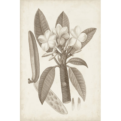 Botanique antique sépia VII