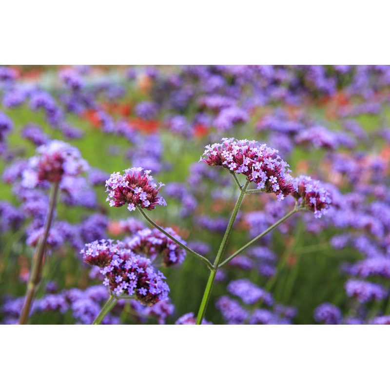 Verbena Bonariensis Flower by Tolga_Tezcan - Wrapped Canvas Print, 81cm H x 122cm W