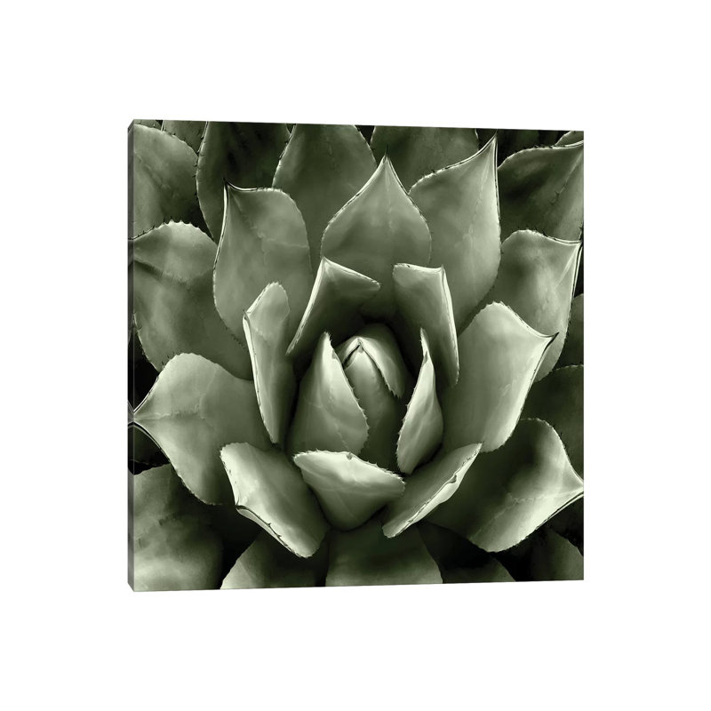 Green Succulent II 1 Piece Wrapped Canvas Painting, 93.98 cm H x 93.98 cm W x 1.91 cm D