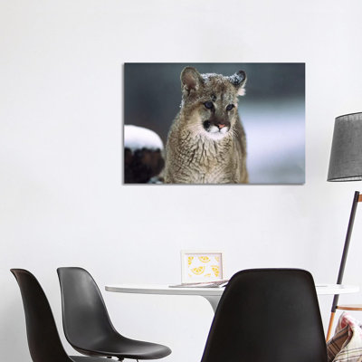 Mountain Lion Cub In Snow, Montana by Tim Fitzharris - Wrapped Canvas Print