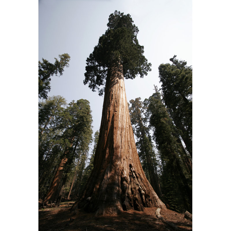 Grand arbre sur toile par Krilt, L 12 po x H 18 po