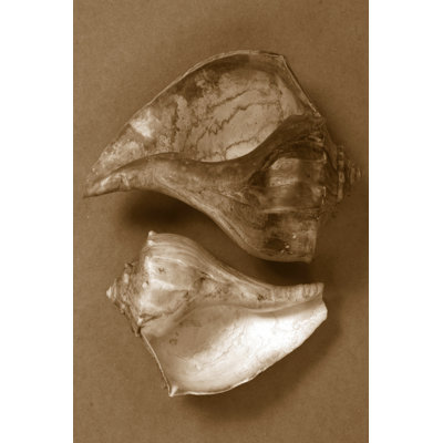 Sensual Shells II - Wrapped Canvas Painting