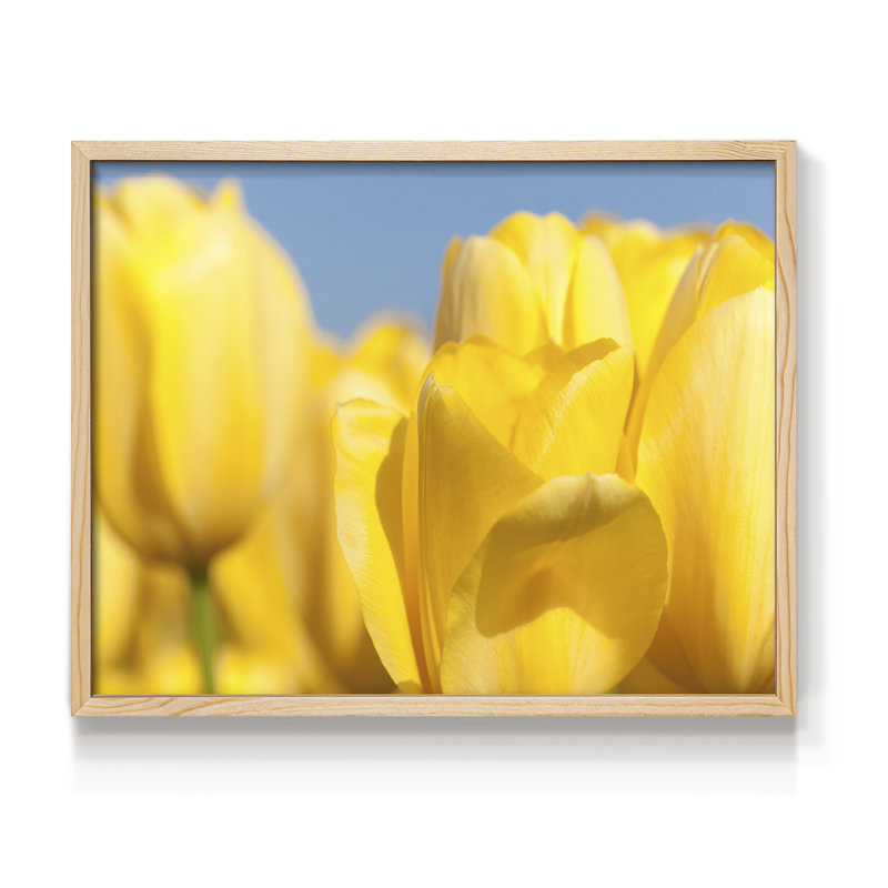 Sunshine Yellow I -Framed Print - Restickable, Natural, 16" H x 20" W