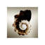 Gilt Shells III Print by Zoey Riley-26935440-26935445