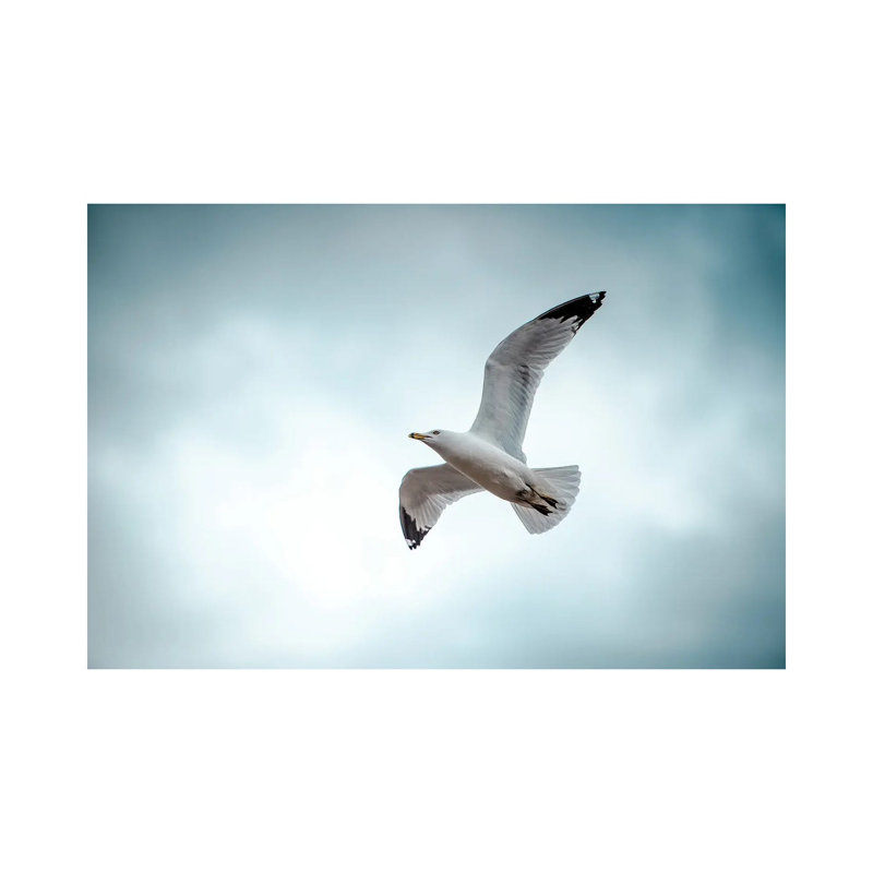 Seagull At The Take Off by Nik Rave - Wrapped Canvas Print, 101.6 cm H x 66.04 cm W x 1.91 cm D