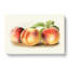 Vintage Illustration of Peaches - Wrapped Canvas-55303858