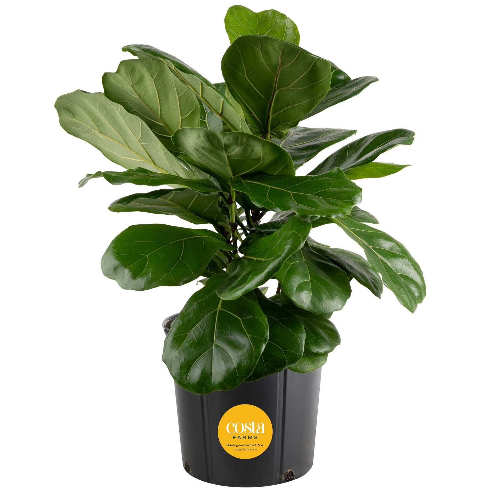 Costa Farms Indoor Fiddle Leaf Ficus Lyrata House Plant in Pot, 22" H x 10" W x 10" D