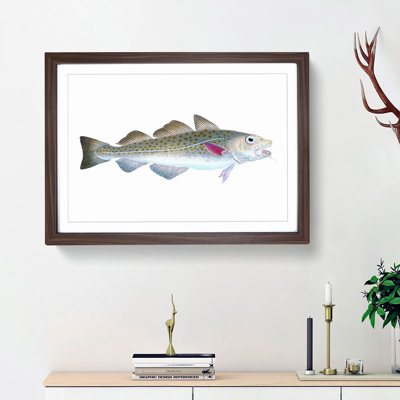 Atlantic Cod Fish by Edward Donovan - Framed Print