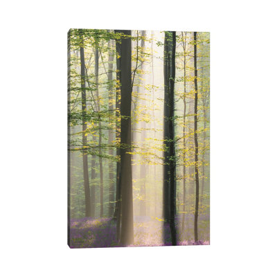 Misty Sunrise In Hallerbos by Denisa Vlaicu - Wrapped Canvas Print