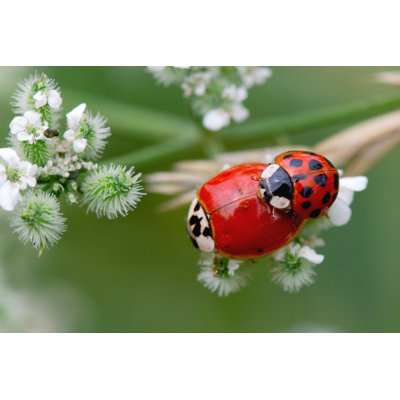 «Elrike Ladybug Couple In Love On Canvas» par Edi_Eco, photographie