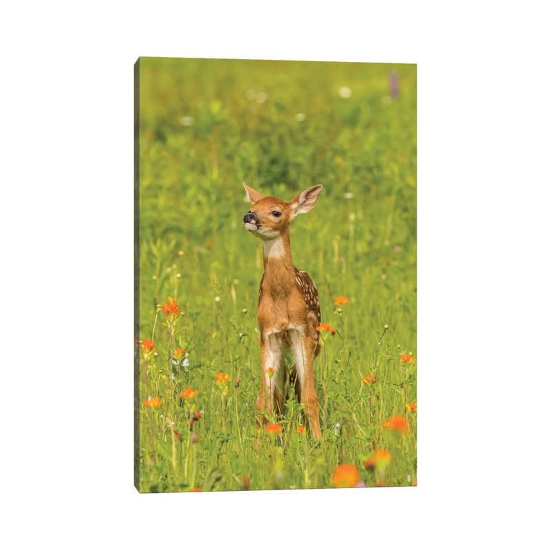 USA, Minnesota, Pine County. Captive Fawn. by Jaynes Gallery - Wrapped Canvas Gallery-Wrapped Canvas Giclée
