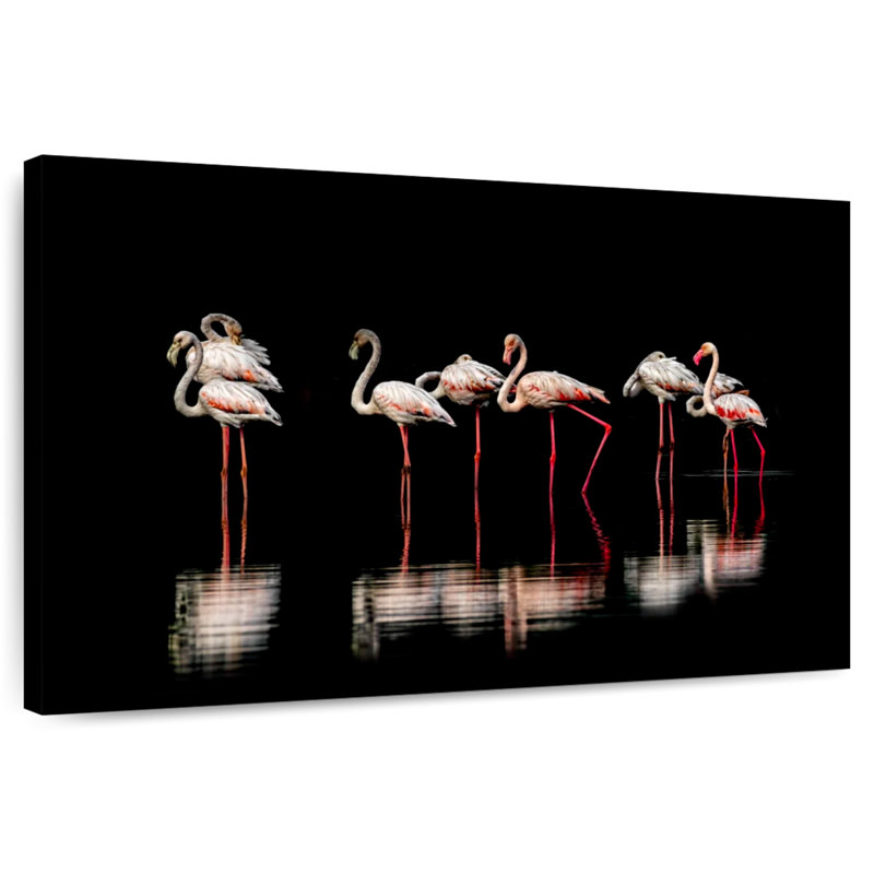 Brampt Pink Flamingos In Darkness