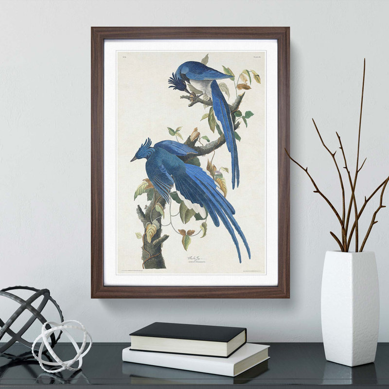 Columbia Jay by John Audubon - Picture Frame Painting, 65cm H x 48cm W x 2cm D, Walnut Framed