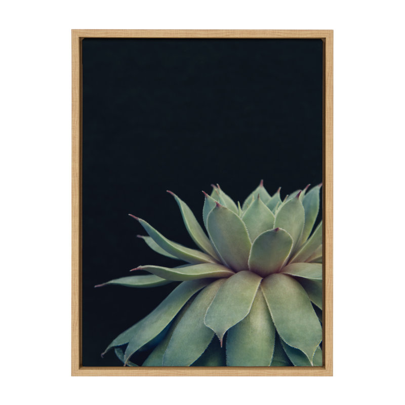 Macri Succulent 8 by Emiko and Mark Franzen of F2Images Print on Canvas, Natural, 18" x 24"