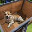 Niche pour chien en bois massif à grand espace, toit imperméable, maisonnette élégante avec toit pratique et porte respirante