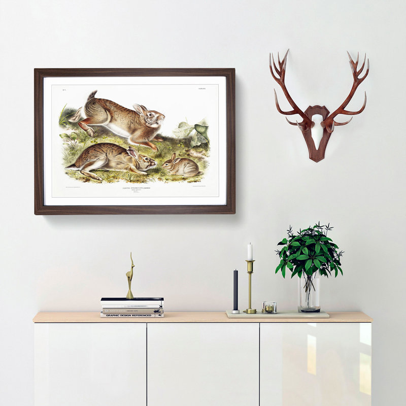 Grey Rabbits by J.W. Audubon - Picture Frame Painting Print, Walnut Framed, 62cm H x 87cm W x 2cm D